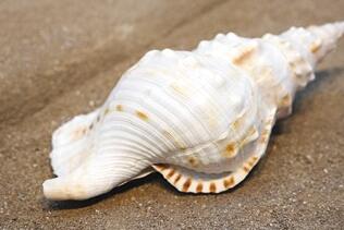 �߽���ɽ����� ����������� ���Ժ����Ļ�